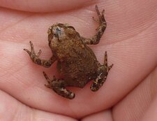 Grenouille miniature