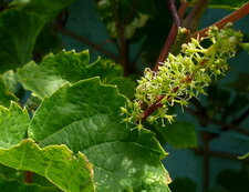 Fleur de vigne