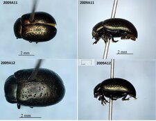 Chrysolina hyperici