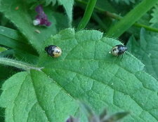 Larves de punaises vertes .palomena prasina 
