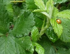 Larve de coccinelle. 5 juin