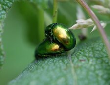 Chrysomèles