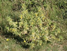 Scolymus hispanicus