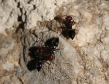 Petites fourmis