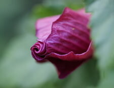 Fleur en bouton