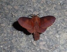 Gastropacha quercifolia.Noctuelle.