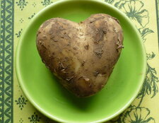 Pomme de terre "Charlotte"