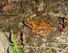 Grenouille