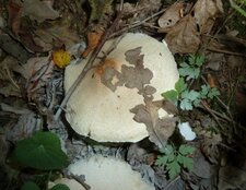 Champignon