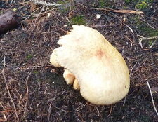 Champignon. (dessus).