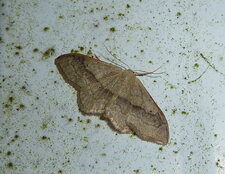 Phalène ponctuée Cyclophora punctaria.Noctuelle.