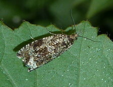 Teigne brune des céréales Hofmannophila pseudospretella.?