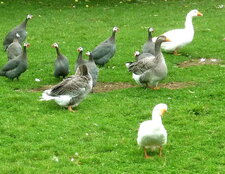 Basse cour : pintades, oies et canards