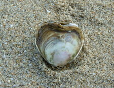 Huître sauvage (Ostrea edulis)