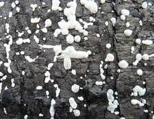 Champignons sur tronc brulé (série 4.)