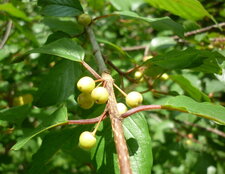 Poirier sauvage (pyrus pyraster)