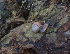 Escargot de Quimper