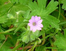 Geranium mou