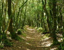 Bois du Névet (Locronan)