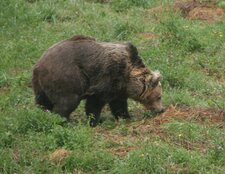Ours brun