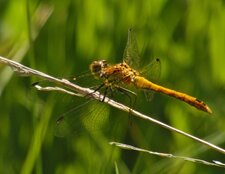 supposé Sympetrum à définir