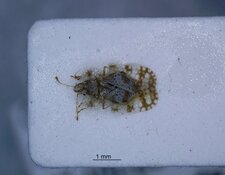 Punaise réticulée du Chrysanthème