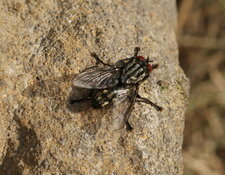 Graphomya maculata