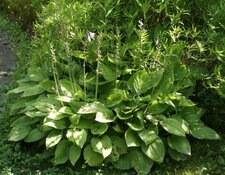 Hosta