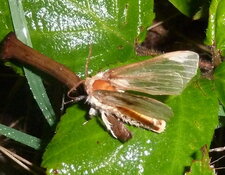 Noctuelle