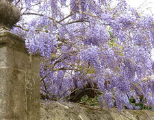 Glycine de Chine