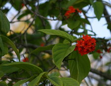 Fleurs du cordia sebestena