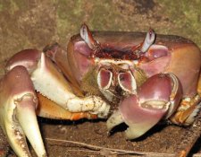 Crabe de terre (Cardisoma carnifex)