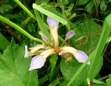 Iris fétide