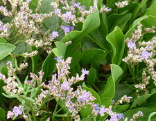 Lavande mer (limonium vulgare)