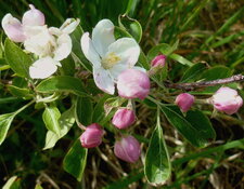 Pommier sauvage