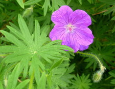 Géranium sanguin