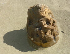 Pépinière de mollusques