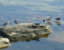 Tournepierres à collier
