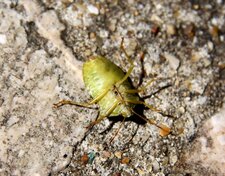 Punaise verte des bois (palomena prasina)