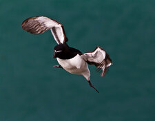 Pingouin torda en approche