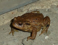 Crapaud 
