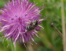 Colletes - sous réserve