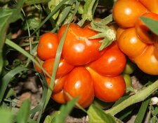 Tomate du voyageur