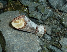 La Bucéphale Phalera bucephala.Noctuelle.