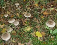 Clytocibes nébuleux