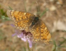 Papillon boloria dia (sous réserve)