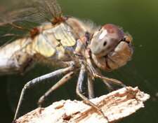 Sympetrum striolatum - gros plan