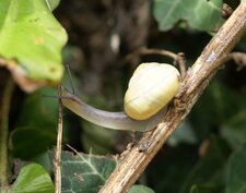 Escargot