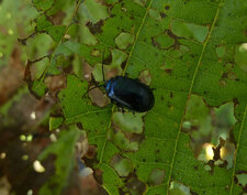 Chrysomèle