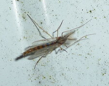 Chironome sp.